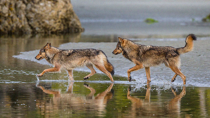 These Rare Species Called ‘Sea Wolves’ Live In The Ocean And Are Marathon Swimmers