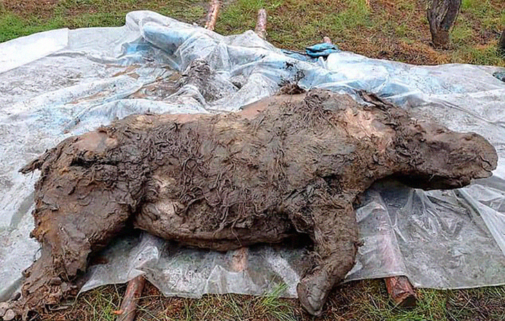 50,000 Year-Old Frozen Body Of Extinct Woolly Rhino Was Found By Researchers In Siberia