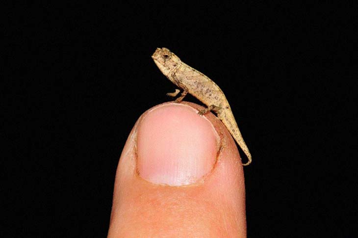 Recently Discovered Chameleon Is So Small, It Fits On The Tip Of Your Finger