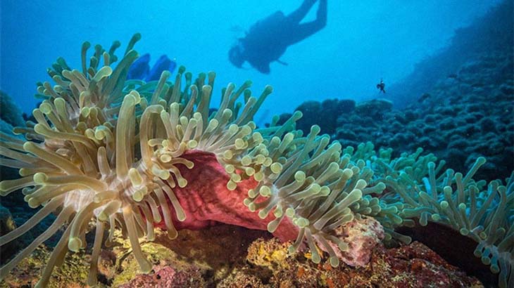 U.S. Government Pledges Protection To Largest Coral Sanctuary With Great Success