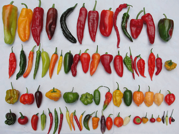 Initial Research Finds That Eating Chili Peppers Could Possibly Lengthen Your Life