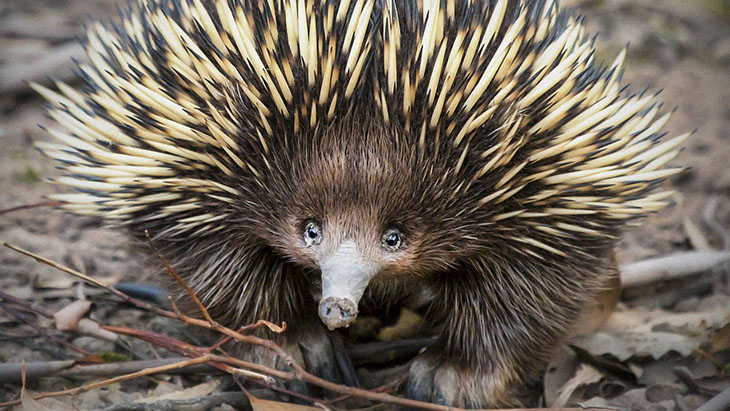 Adorable Echidnas Are Doing Their Part To Fight Climate Change Without Realizing It