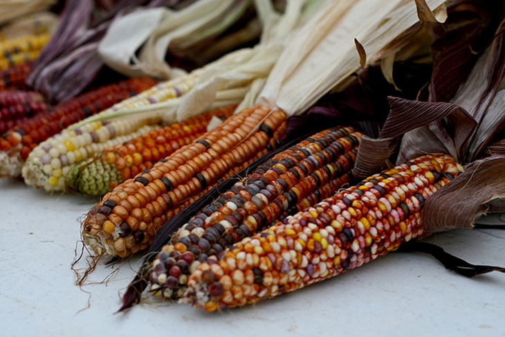 Mexico Ultimately Bans the Use of GMO Corn and Monsanto’s Glyphosate Weed Killer