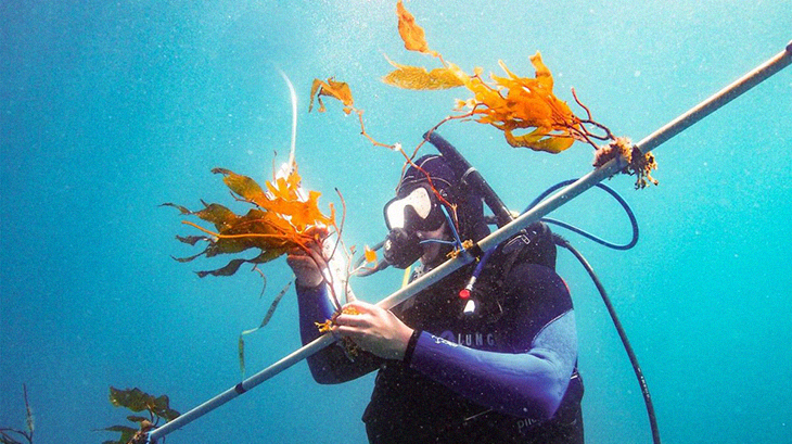 Scientists Discover A Breakthrough ‘Elevator’ To Deliver Kelp Faster Than Expected For Biofuels