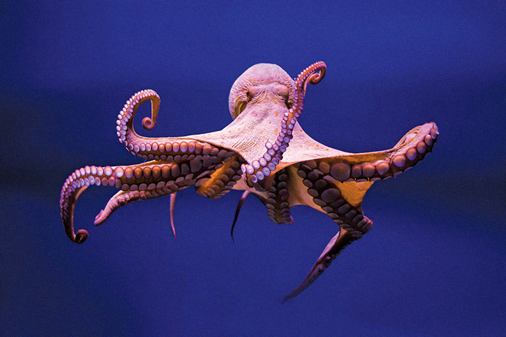 Recent Studies Suggest That Octopuses Actually Are Capable Of Feeling Physical And Emotional Pain
