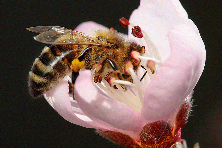 Walmart Will Mandate Their Supply Chains To Make Changes To Help Save Pollinators