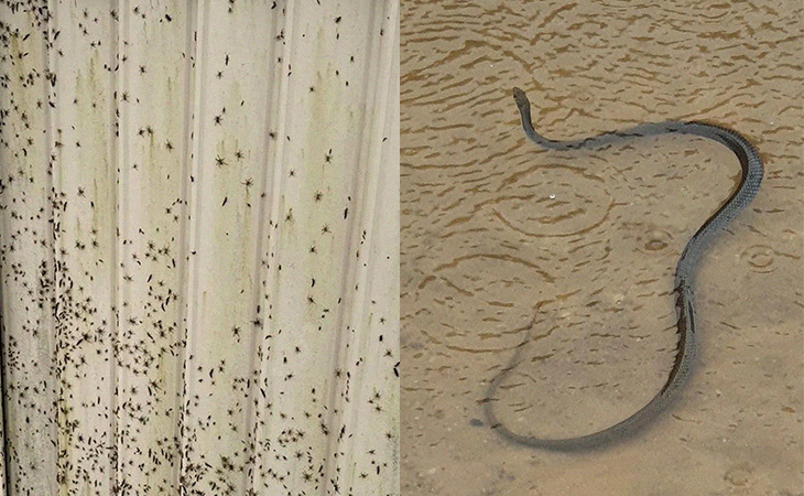 Swarms Of Snakes And Spiders Flock In Australian Homes After Flood