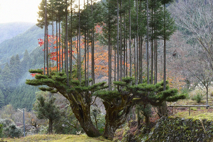Japan Makes Use of Traditional And Unique Forestry Technique Without Having To Cut Trees