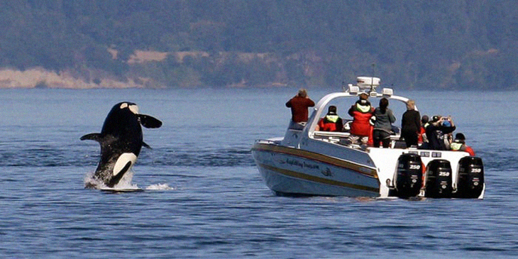 Orca Whales Are Getting More Aggressive When Attacking Boats