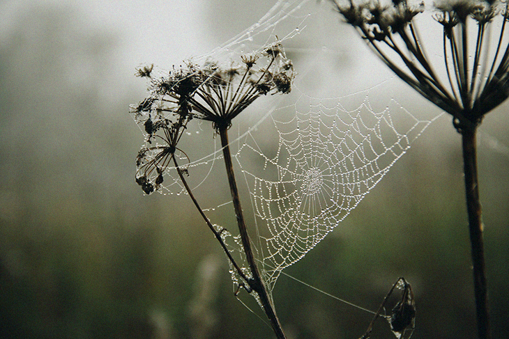 Stunning Videos Of Spiderwebs Shows How Scientists Turn Them Into Music