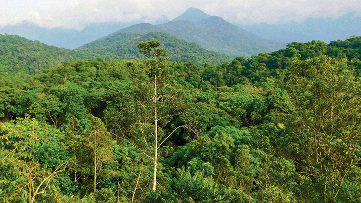 Forest Areas Regrown To The Size Of Countries And Can Protect World From Carbon Emissions