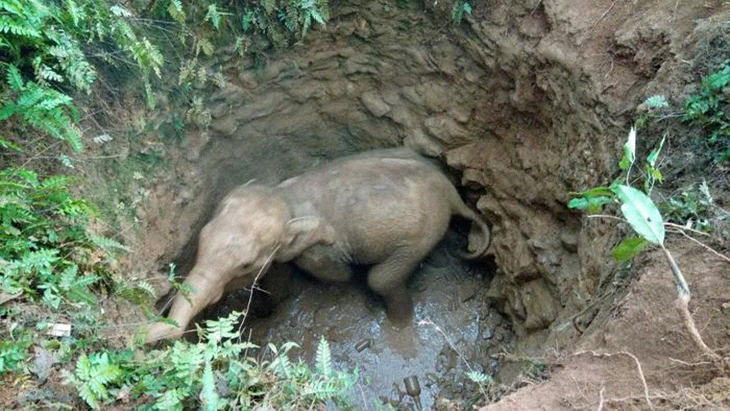Baby Elephant Rescued In 8-Hour Operation After Falling Into 30-Foot Deep Well