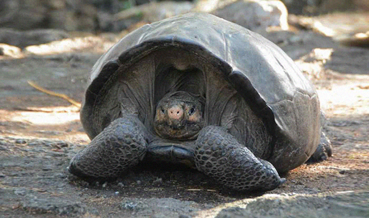“Ancient” Galapagos Tortoise Shows Up After It Was Believed To Be Extinct For 100 Years