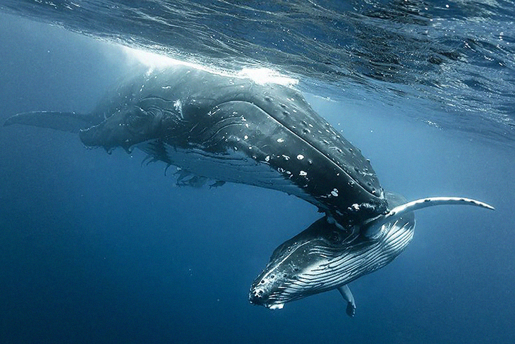 US Vows To Protect Endangered Humpback Whales In The Pacific Ocean