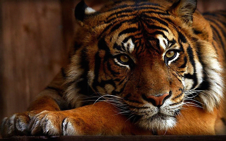 Notorious Tiger Hunter, “Tiger Habib” Finally Caught After 20-Year Man Hunt