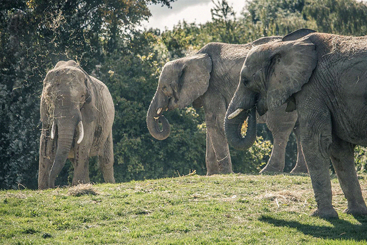13 Elephants From the UK To Be Rewilded Back To Kenya, In A ‘World First’
