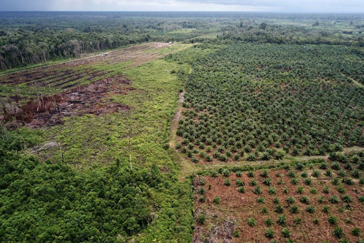 Indonesian Rainforests Are Being Preserved At Incredible Rates Following Palm Oil Moratorium