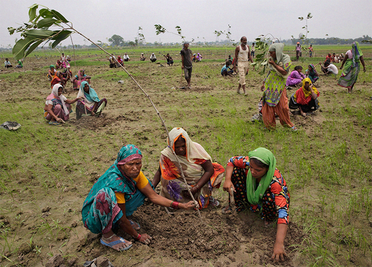 Indian Planters Plant 250 Million Saplings In A Day With 80% Success Rate For Survival