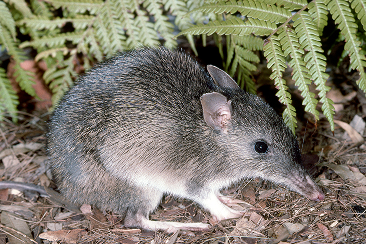 Australian Park Officials Surprised To See Bandicoots Returning After Being Extinct For More Than A Century
