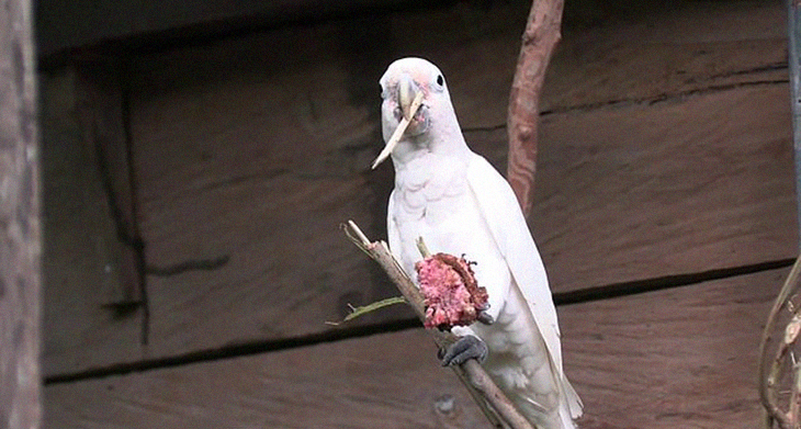 Intelligent Cockatoos Develop A 3-Piece Tool Set, Proving They’re Smarter Than You Think