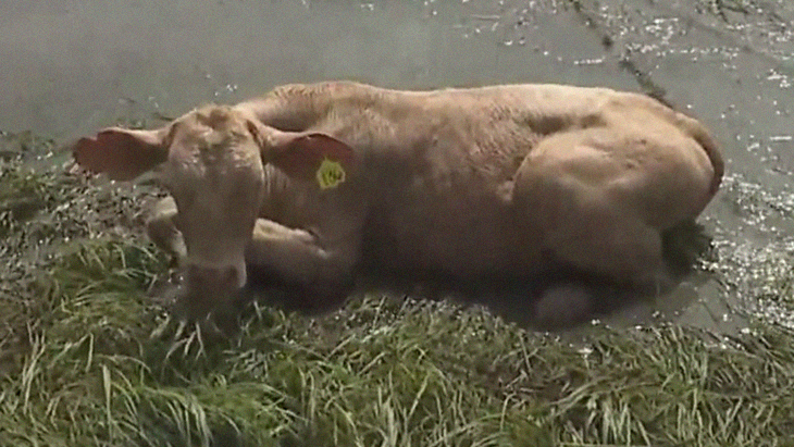 60 Cows Rescued By Good Samaritan After Being Stranded In The After Effects Of Hurricane Ida