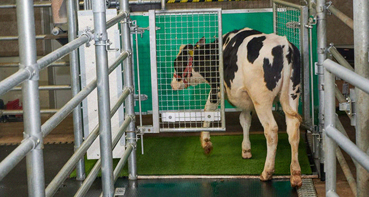 Researchers Have Witnessed Impressive Results When Cows Were Potty Trained To Save The Environment
