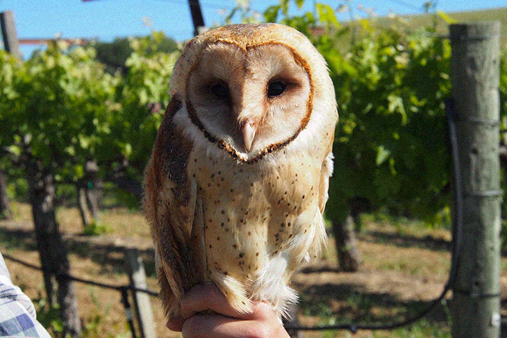 California Vineyards Make Use Of Nesting Owls To Protect Vines Instead Of Toxic Chemicals