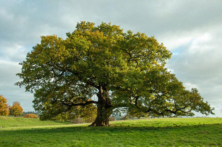 Study Shows That Old Oak Trees Will Be Able To Absorb More CO2 As A Response To Climate Change