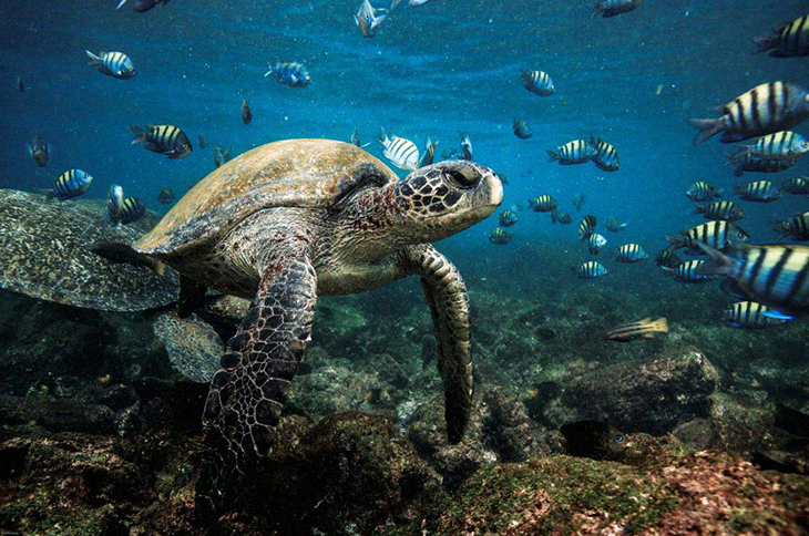 Protected Areas Of Galapagos Islands Have Been Expanded Using A 15-Million Acre Superhighway
