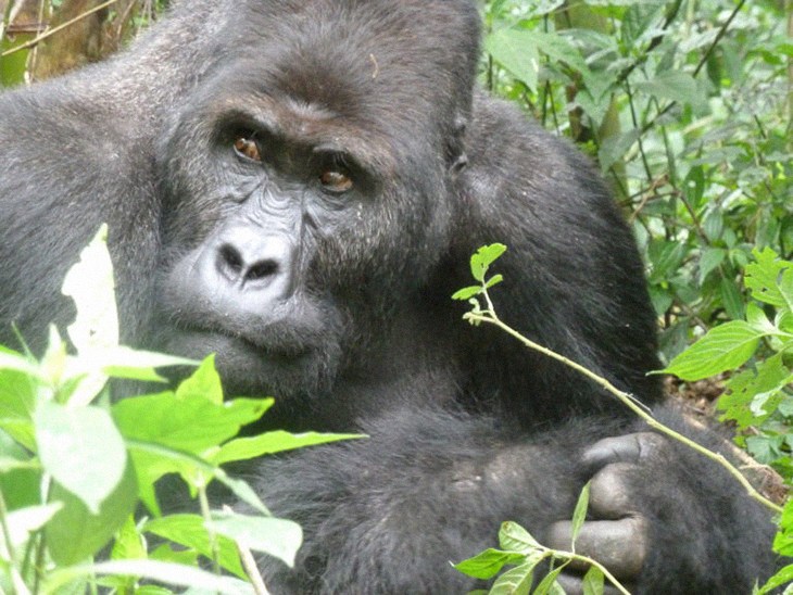 Recent Study Proves Conservationist Efforts Working As Numbers Rise In Endangered Gorilla Species