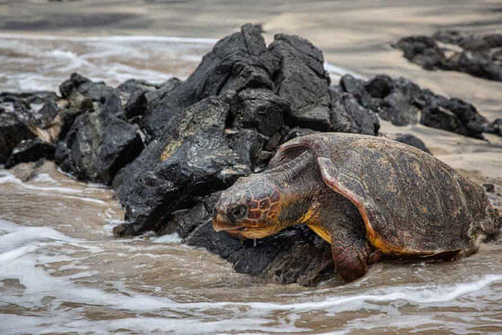 West Africa Conservation Efforts Have Brought About A Boom In Sea Turtles Nesting Sites