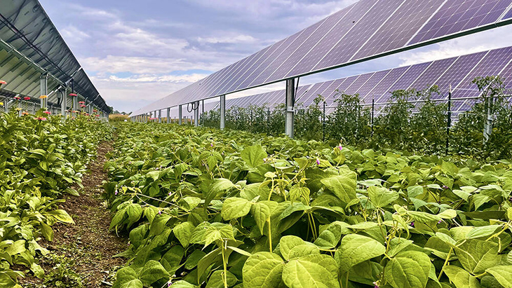 Huge Farm Using Agrivoltaics, Which Uses Solar Panels, Sees Incredible Success In Their Crops