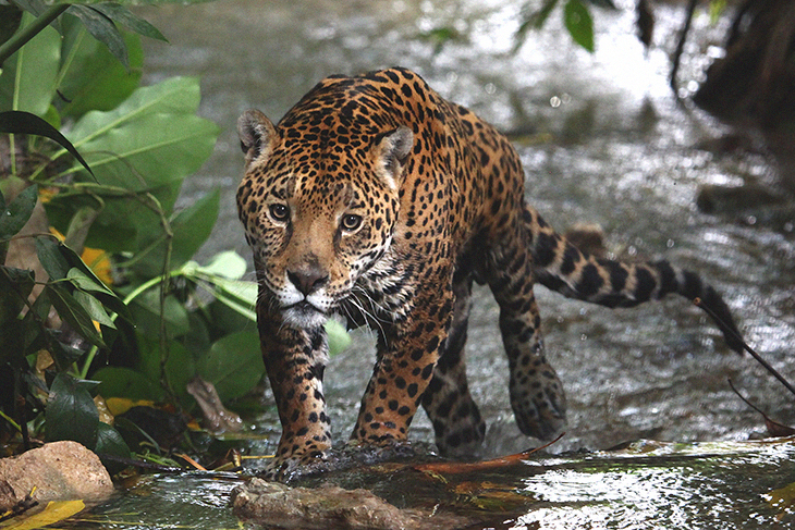 Conservation Efforts In Mexico Have Brought Up The Number Of Jaguars In The Area