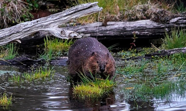 Relocation Project That Saved Beavers From Euthanasia Proves Saving Their Lives Means Saving The Environment Too