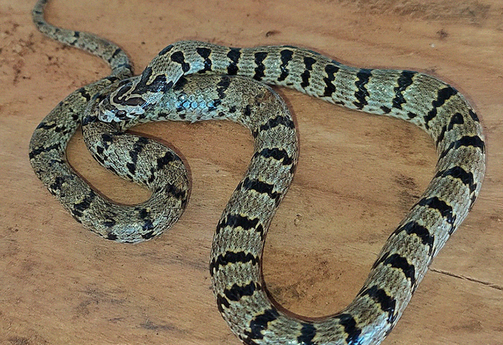 New Snake Species In The Himalayas Discovered, Thanks To Instagram