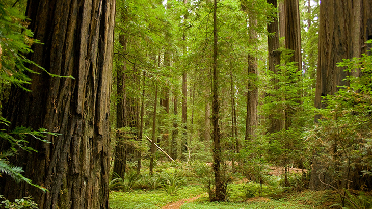 Redwood Forests Given To The Sinkyone Tribe To Protect Growth In Mendocino, California