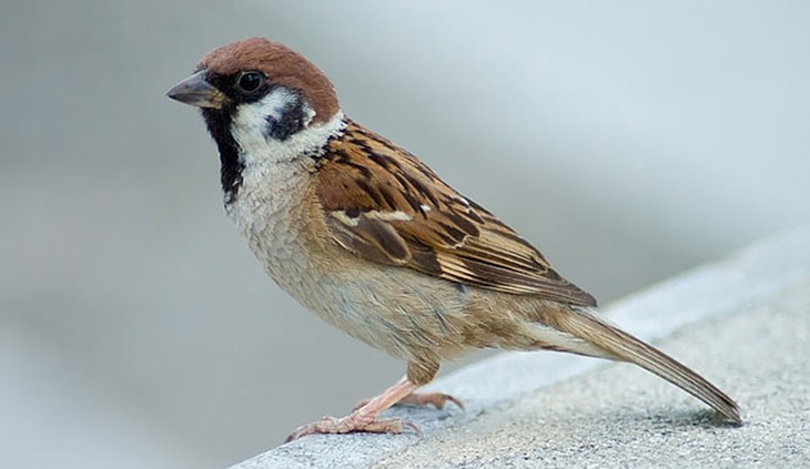 New Study Finds That Song Sparrows Could Possibly Communicate With the Same Complexity As Human Language