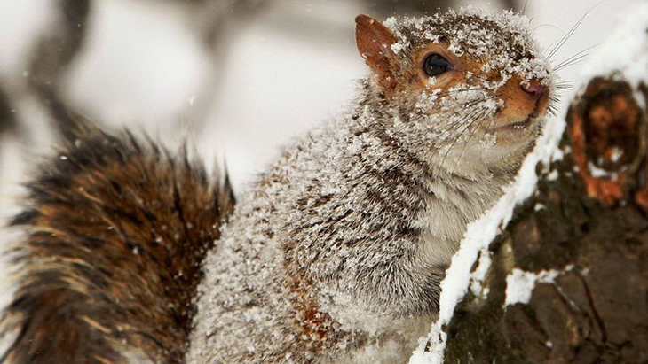Astronauts Can Learn So Much From Wintering Squirrels