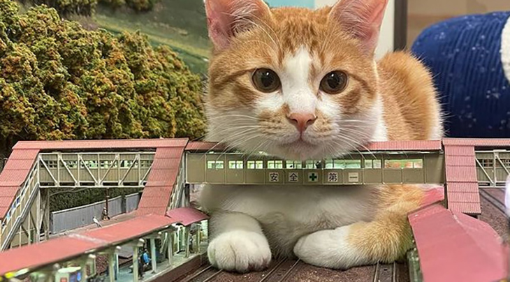 Stray Cats Save One Japanese Restaurant From Closing By Becoming Attractions In Miniature Train-Themed Café