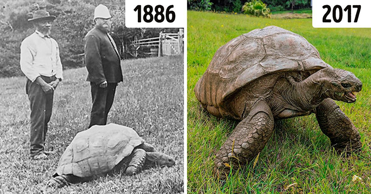190-Year Old Giant Tortoise From Seychelles, Jonathan, Is Still Happily Eating And Mating