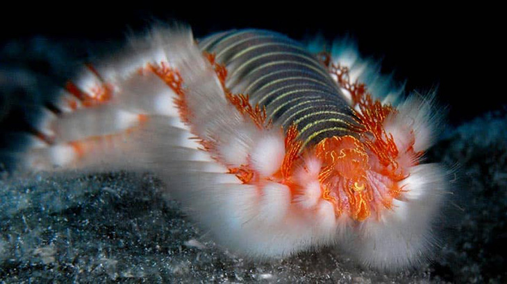 Underwater Photo Contest Reveals Winners, And Most Of Them Are White Tufted Sea Creatures