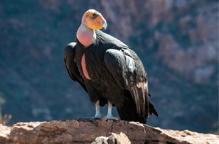 California Condors Saved From Dangers Of Extinction By Applying Methods Used For Peru’s Andean Condors