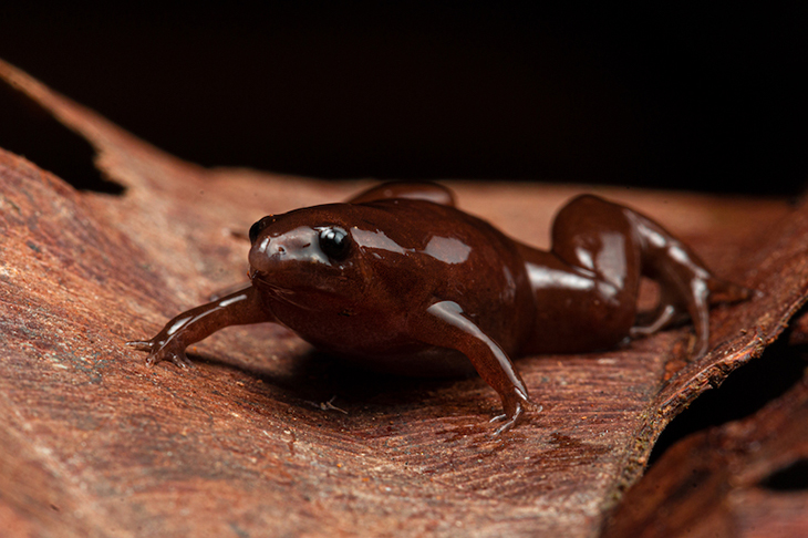 Tiny Chocolate Frog Discovered In Peru Found By Scientists Because Of Its ‘Beep’ Sound