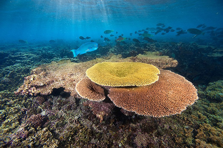 Marine Biologists Discover Coral Reefs Resilient To Climate Change