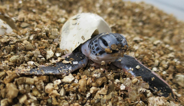 Marine Biologists See A 500% Rise Of Eggs Laid By Green Sea Turtles