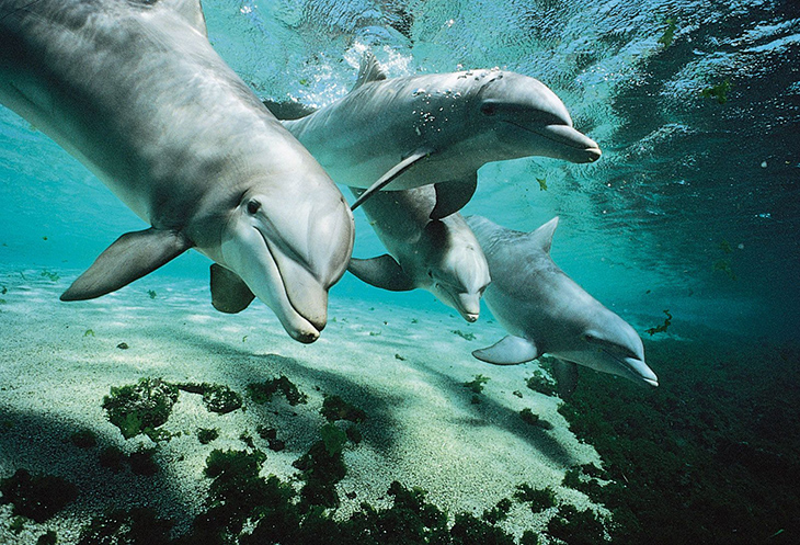 Dolphins Have Also Created Their Own Social Media Methods Through Whistling