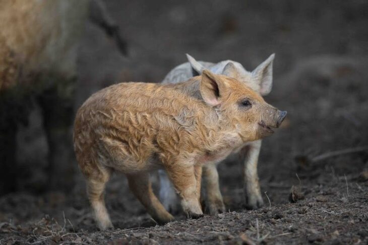 Extremely Rare Pigs Brought Back From The Brink Of Extinction In The UK