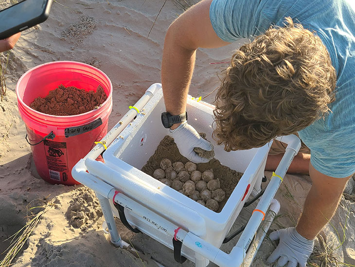 World’s Most Endangered Sea Turtle Nests On Texas Beach For The First Time In 10 Years
