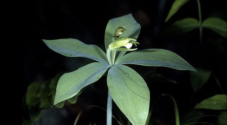 ‘Astonishing’ Rare Orchid Believed To Be Extinct For 120 Years Discovered In Vermont