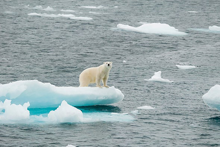 Polar Bears Find A Way To Adapt Despite The Loss Of Ice